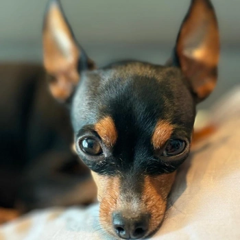 BARTÔ