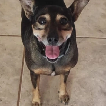PIPOCA