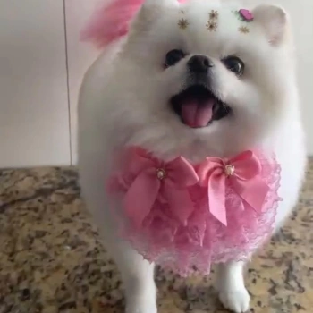 Brisa