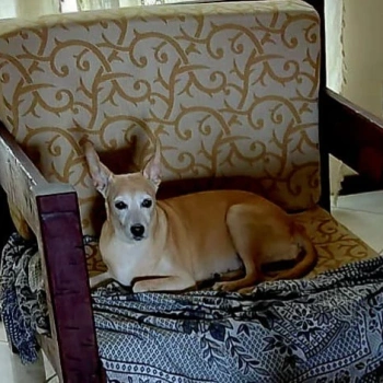FRIDA