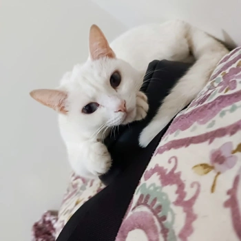 LUA