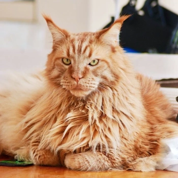 Aslan